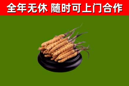 安岳回收冬虫夏草